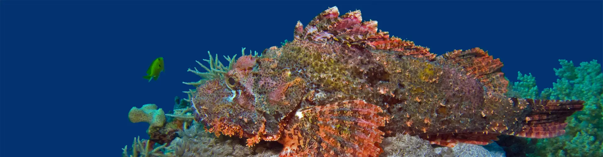 SCORPIONFISH / SCORPAENIDEA